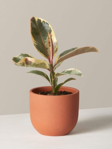 product_plants_14_1