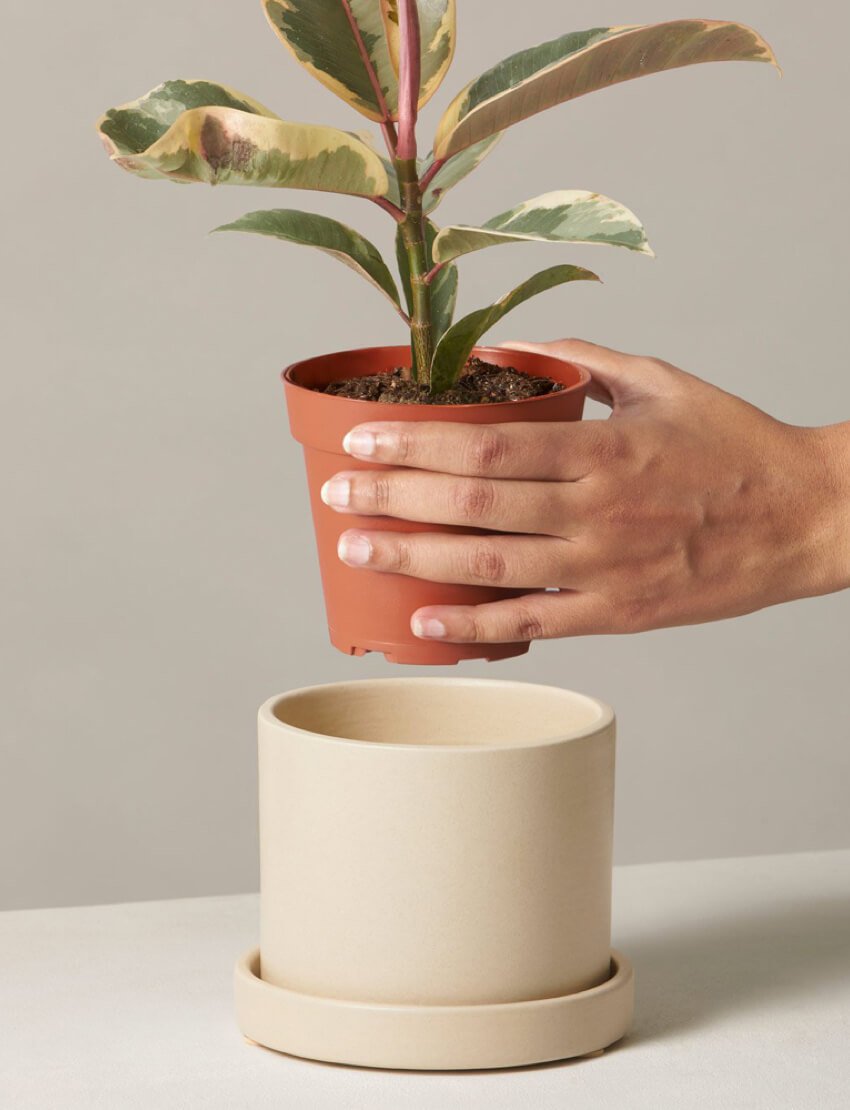 product_plants_14_4